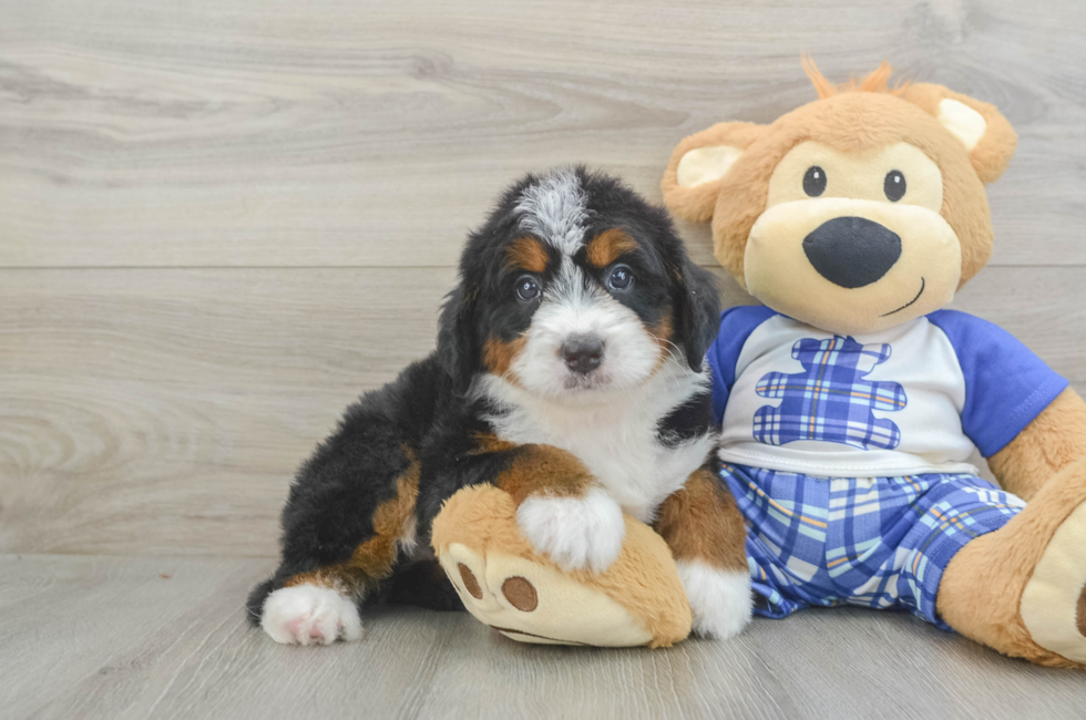 5 week old Mini Bernedoodle Puppy For Sale - Seaside Pups