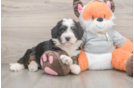 Best Mini Bernedoodle Baby
