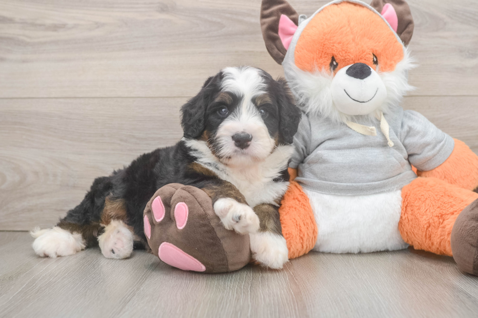 Best Mini Bernedoodle Baby
