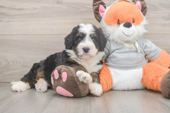 Best Mini Bernedoodle Baby