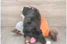 Smart Mini Bernedoodle Poodle Mix Pup