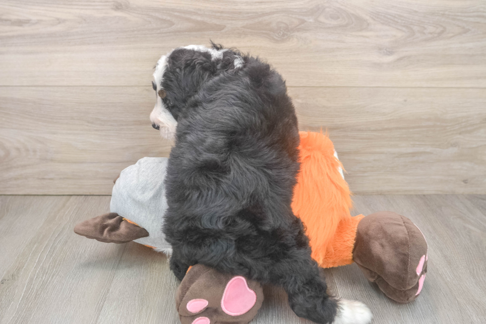 Smart Mini Bernedoodle Poodle Mix Pup