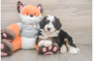 Mini Bernedoodle Puppy for Adoption