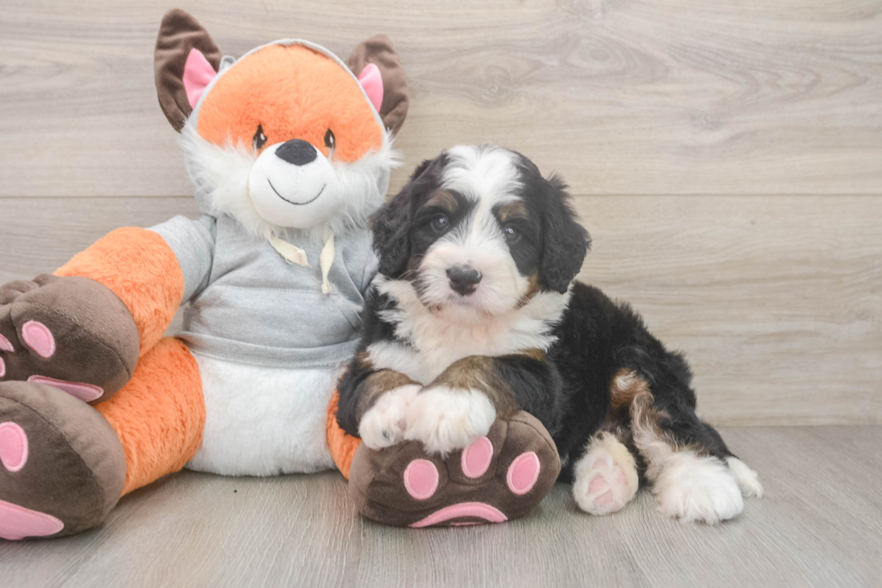 Mini Bernedoodle Puppy for Adoption