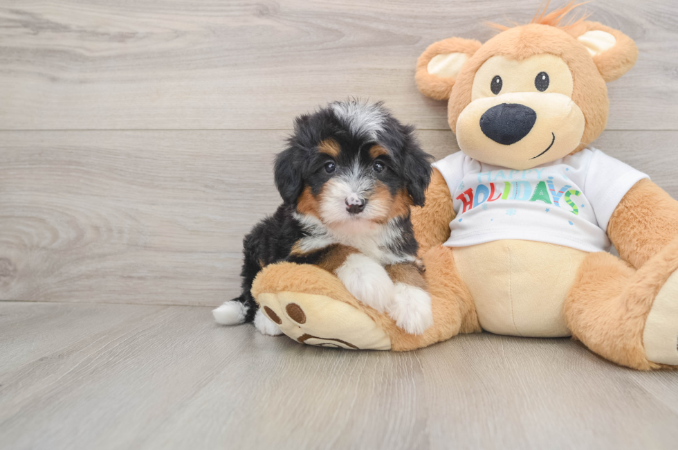5 week old Mini Bernedoodle Puppy For Sale - Seaside Pups