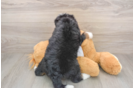 Small Mini Bernedoodle Baby