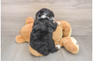 Hypoallergenic Mini Bernese Poodle Poodle Mix Puppy