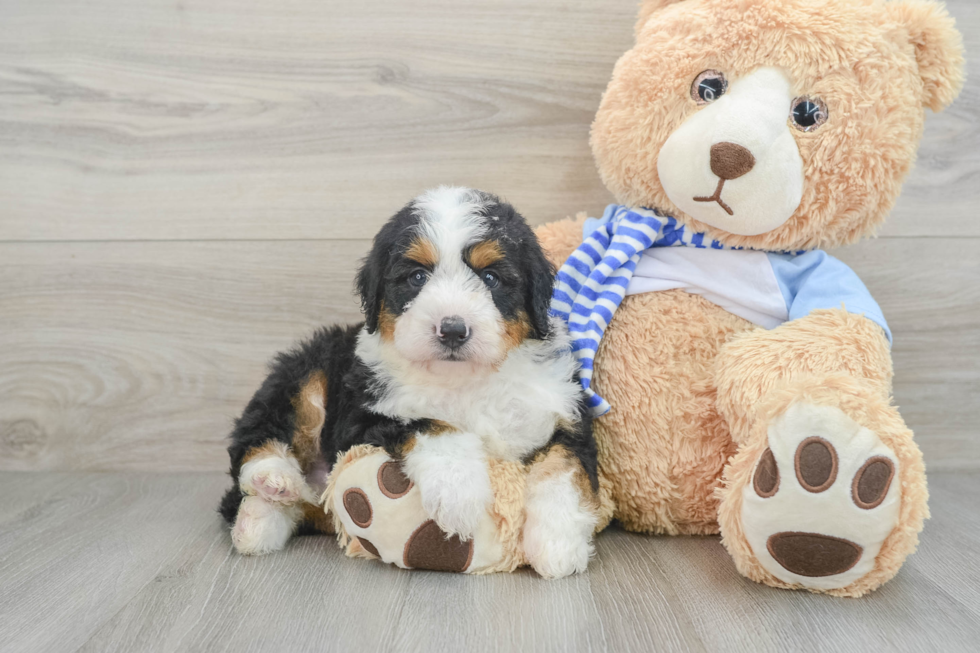 Mini Bernedoodle Puppy for Adoption