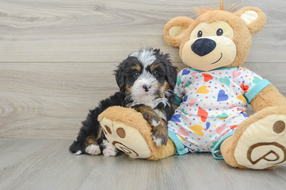 5 week old Mini Bernedoodle Puppy For Sale - Seaside Pups