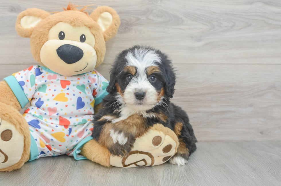 6 week old Mini Bernedoodle Puppy For Sale - Seaside Pups
