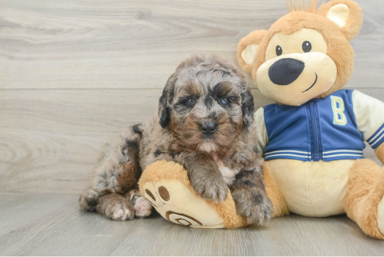 Mini Bernedoodle Pup Being Cute