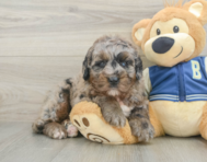 5 week old Mini Bernedoodle Puppy For Sale - Seaside Pups
