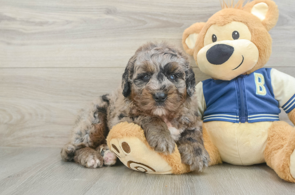 5 week old Mini Bernedoodle Puppy For Sale - Seaside Pups