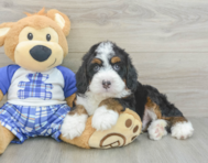 5 week old Mini Bernedoodle Puppy For Sale - Seaside Pups