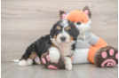 Mini Bernedoodle Puppy for Adoption