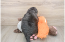 Mini Bernedoodle Puppy for Adoption