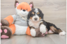Mini Bernedoodle Puppy for Adoption