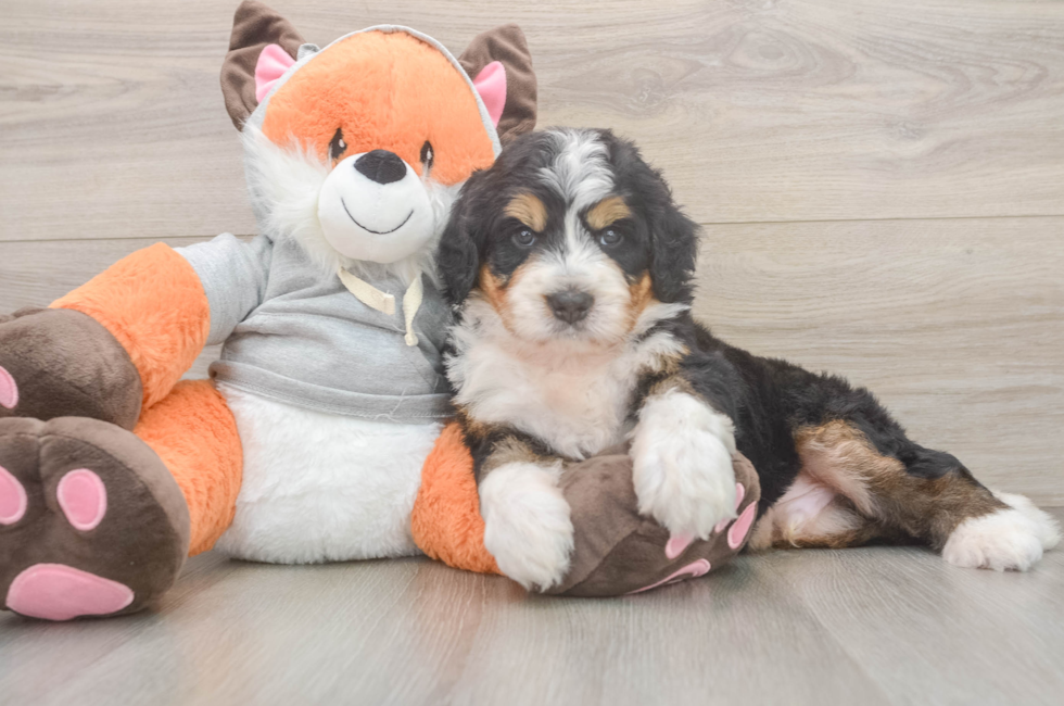 5 week old Mini Bernedoodle Puppy For Sale - Seaside Pups