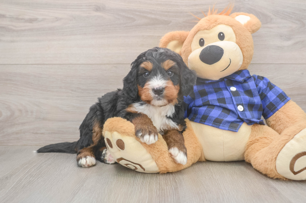 5 week old Mini Bernedoodle Puppy For Sale - Seaside Pups