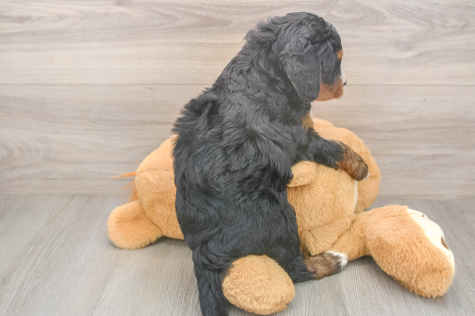 Popular Mini Bernedoodle Poodle Mix Pup