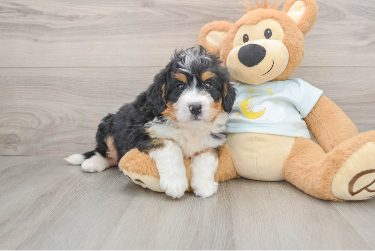 Fluffy Mini Bernedoodle Poodle Mix Pup