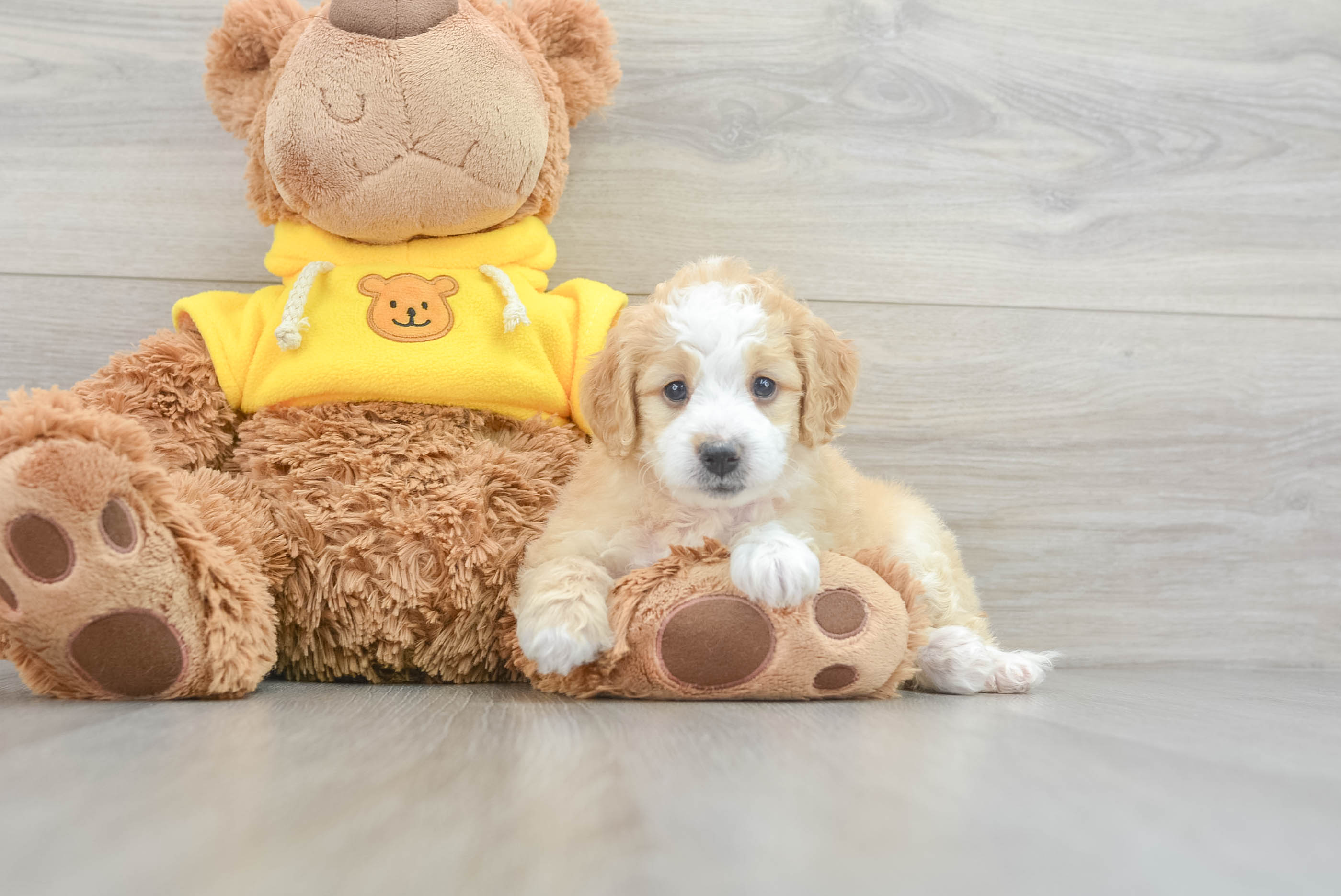 Sweet Mini Bernedoodle Baby
