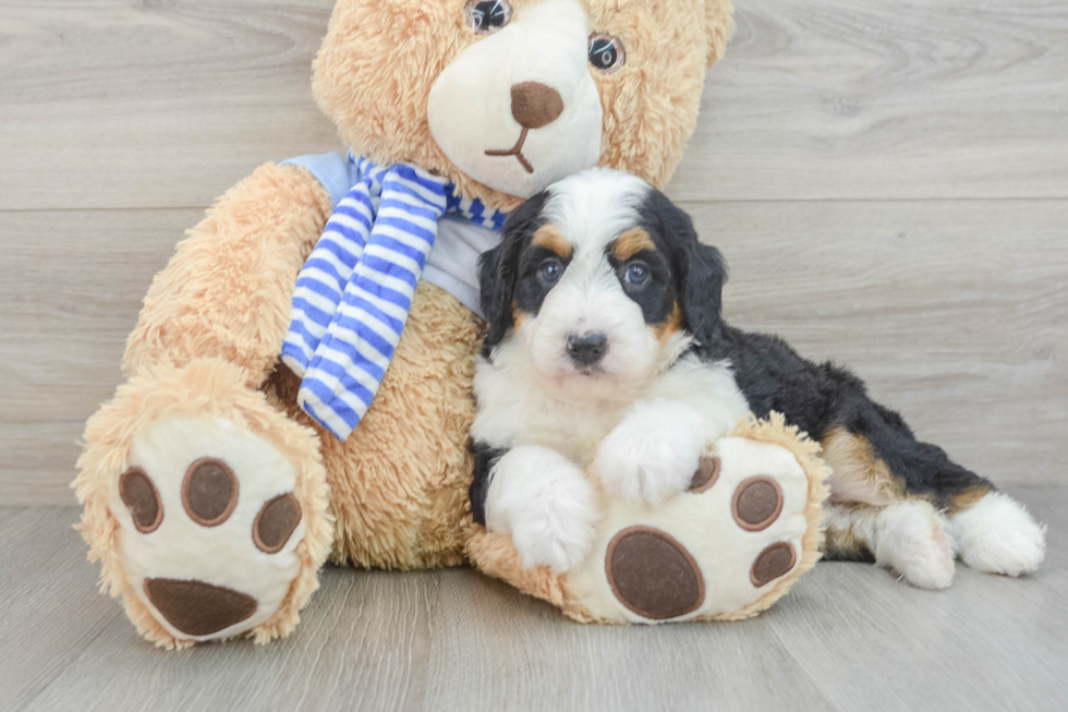 Best Mini Bernedoodle Baby