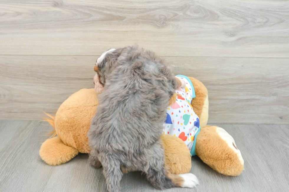 Cute Mini Bernedoodle Baby