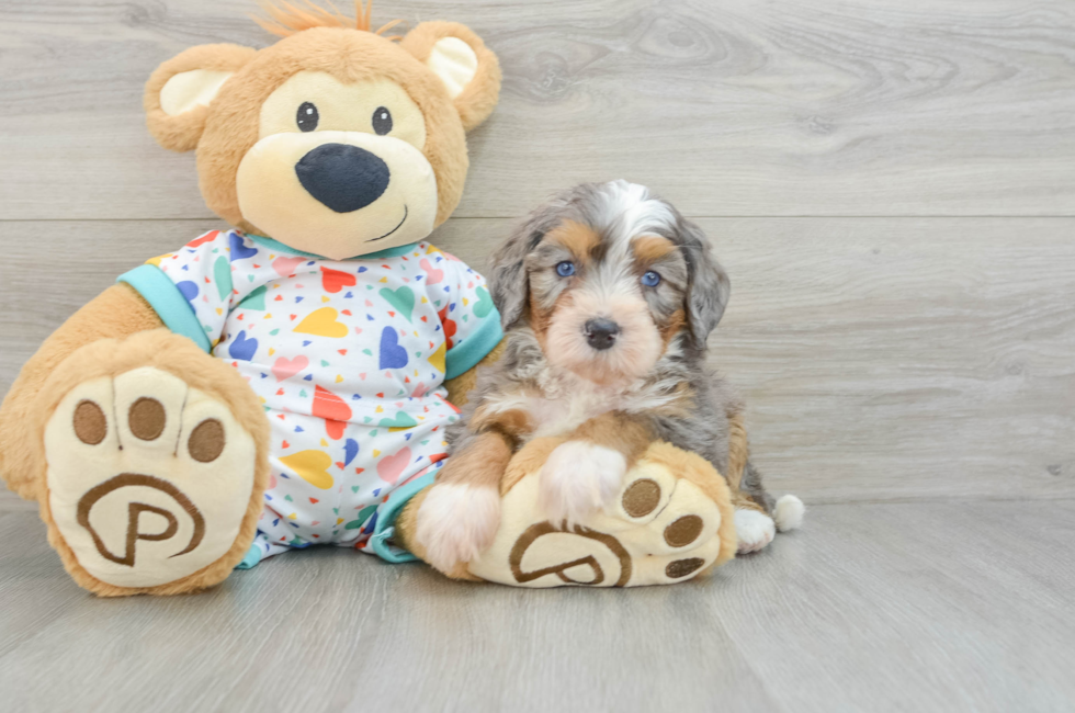 5 week old Mini Bernedoodle Puppy For Sale - Seaside Pups