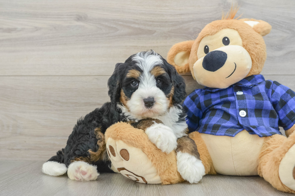 6 week old Mini Bernedoodle Puppy For Sale - Seaside Pups