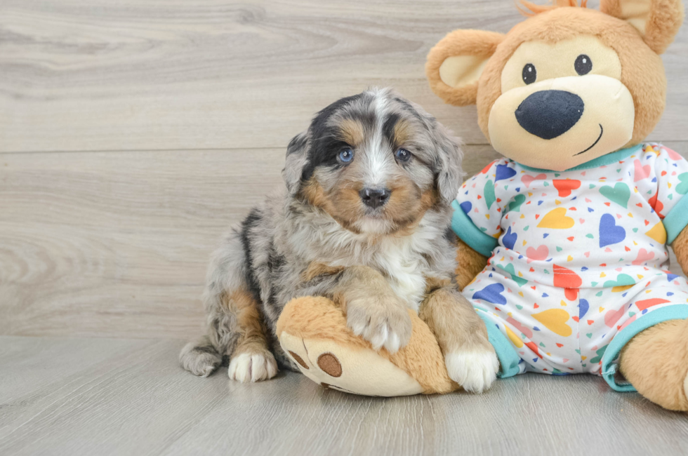 6 week old Mini Bernedoodle Puppy For Sale - Seaside Pups