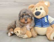 5 week old Mini Bernedoodle Puppy For Sale - Seaside Pups