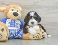 5 week old Mini Bernedoodle Puppy For Sale - Seaside Pups