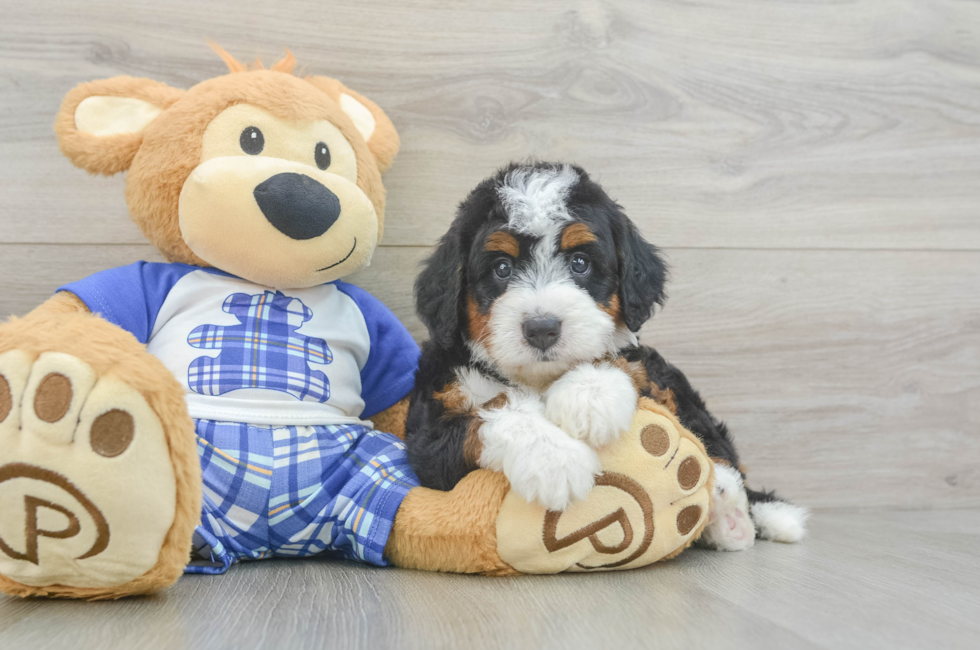 5 week old Mini Bernedoodle Puppy For Sale - Seaside Pups