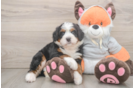 Smart Mini Bernedoodle Poodle Mix Pup
