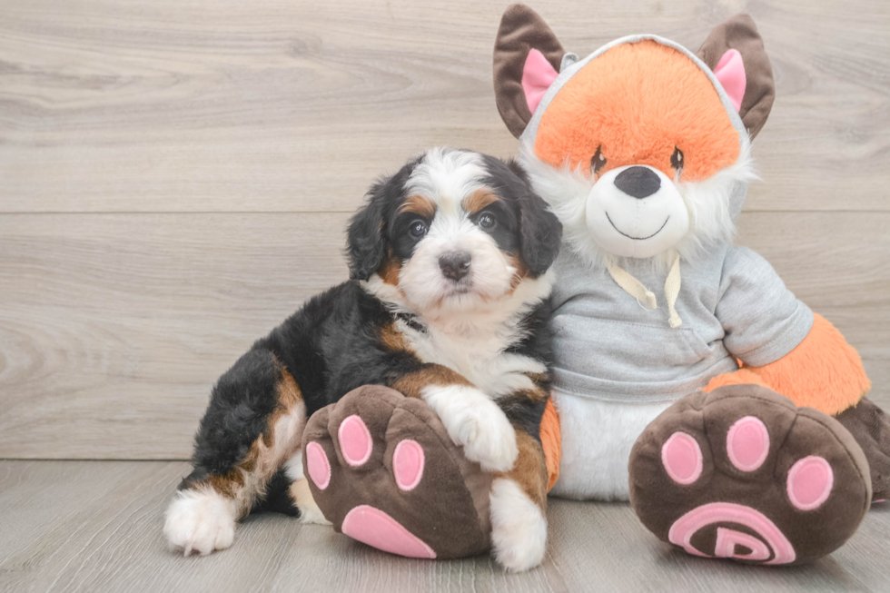 Smart Mini Bernedoodle Poodle Mix Pup