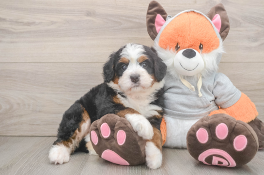Smart Mini Bernedoodle Poodle Mix Pup