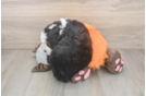 Best Mini Bernedoodle Baby