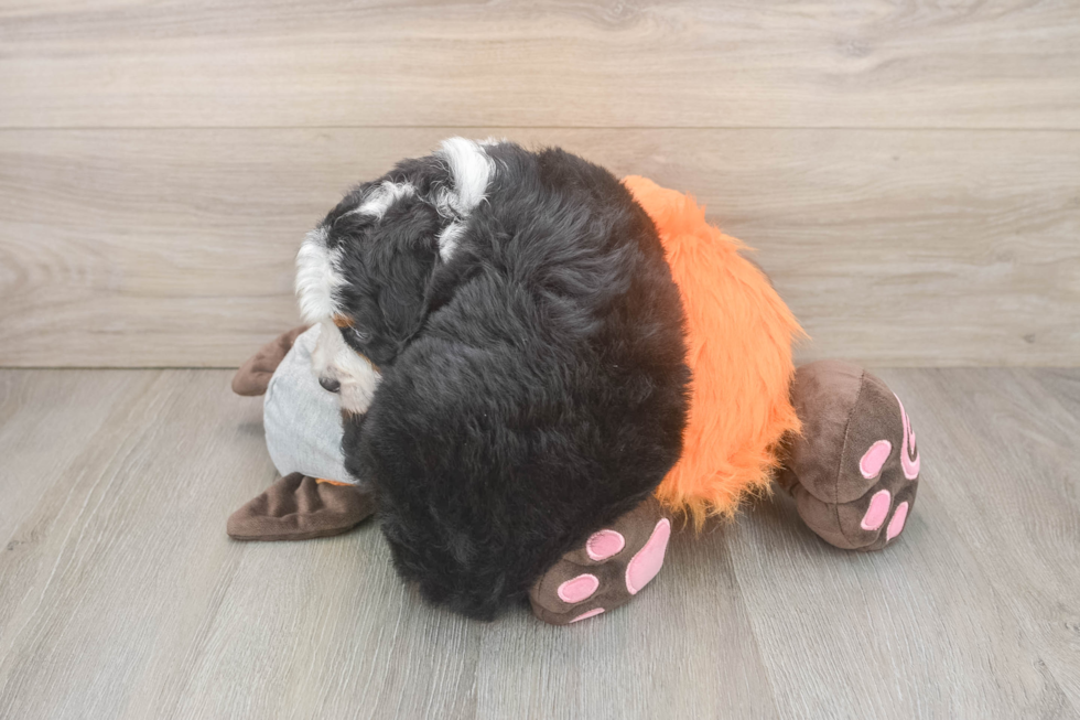 Best Mini Bernedoodle Baby