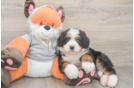 Little Mini Bernesepoo Poodle Mix Puppy