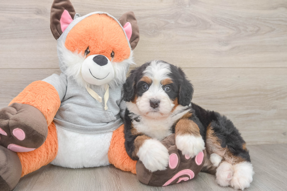 Little Mini Bernesepoo Poodle Mix Puppy