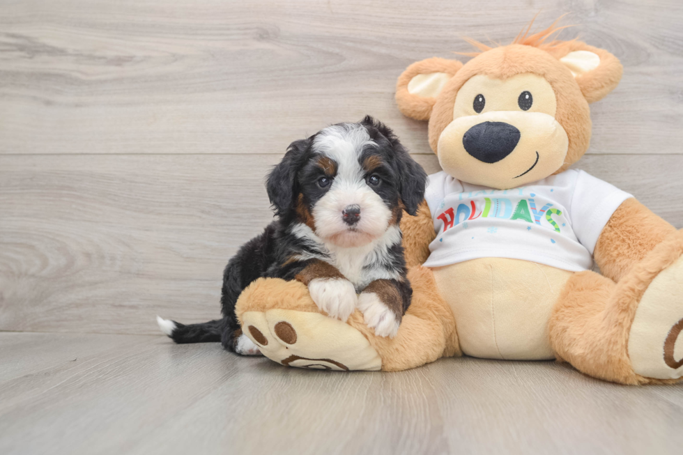 Happy Mini Bernedoodle Baby