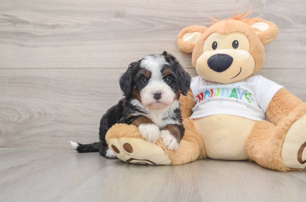 5 week old Mini Bernedoodle Puppy For Sale - Seaside Pups