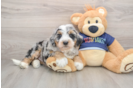 Popular Mini Bernedoodle Poodle Mix Pup
