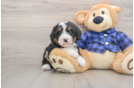 Playful Mini Bernesepoo Poodle Mix Puppy