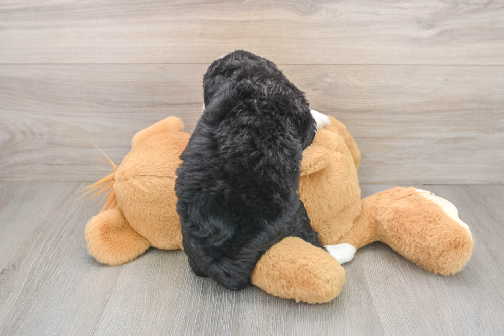 Popular Mini Bernedoodle Poodle Mix Pup
