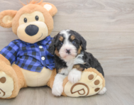7 week old Mini Bernedoodle Puppy For Sale - Seaside Pups