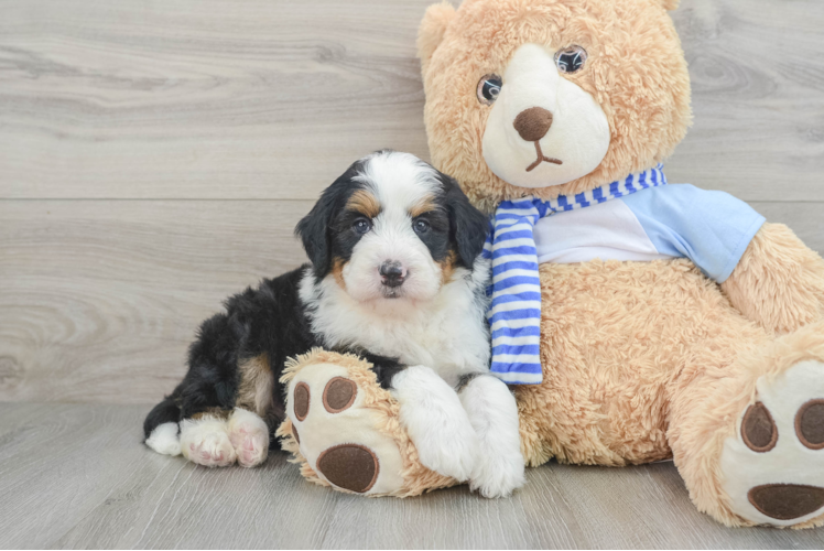 Mini Bernedoodle Pup Being Cute