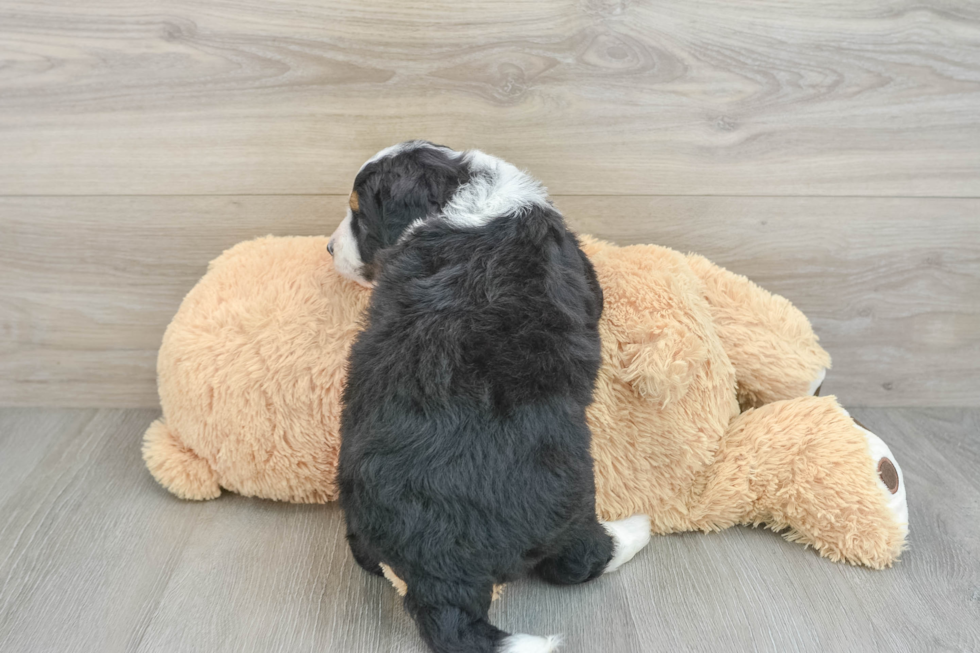 Little Mini Bernesedoodle Poodle Mix Puppy