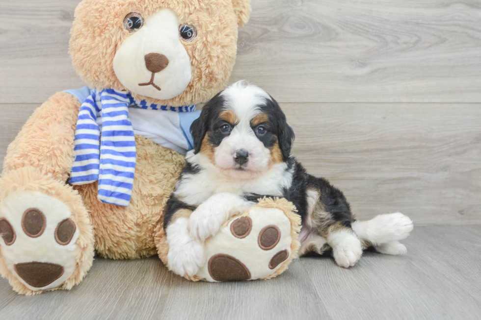 Mini Bernedoodle Pup Being Cute